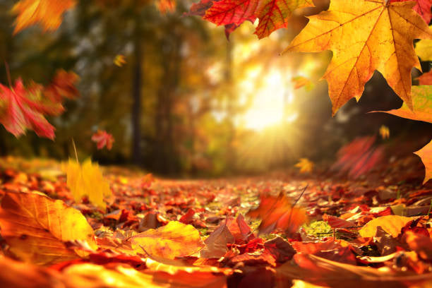 Automne-Hiver